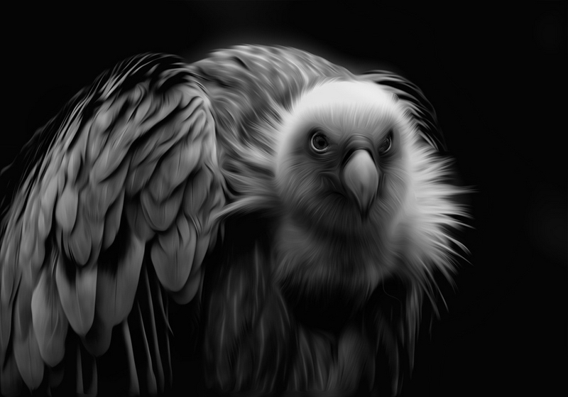 316 - VULTURE - VAN LINDEN DENIS - belgium.jpg